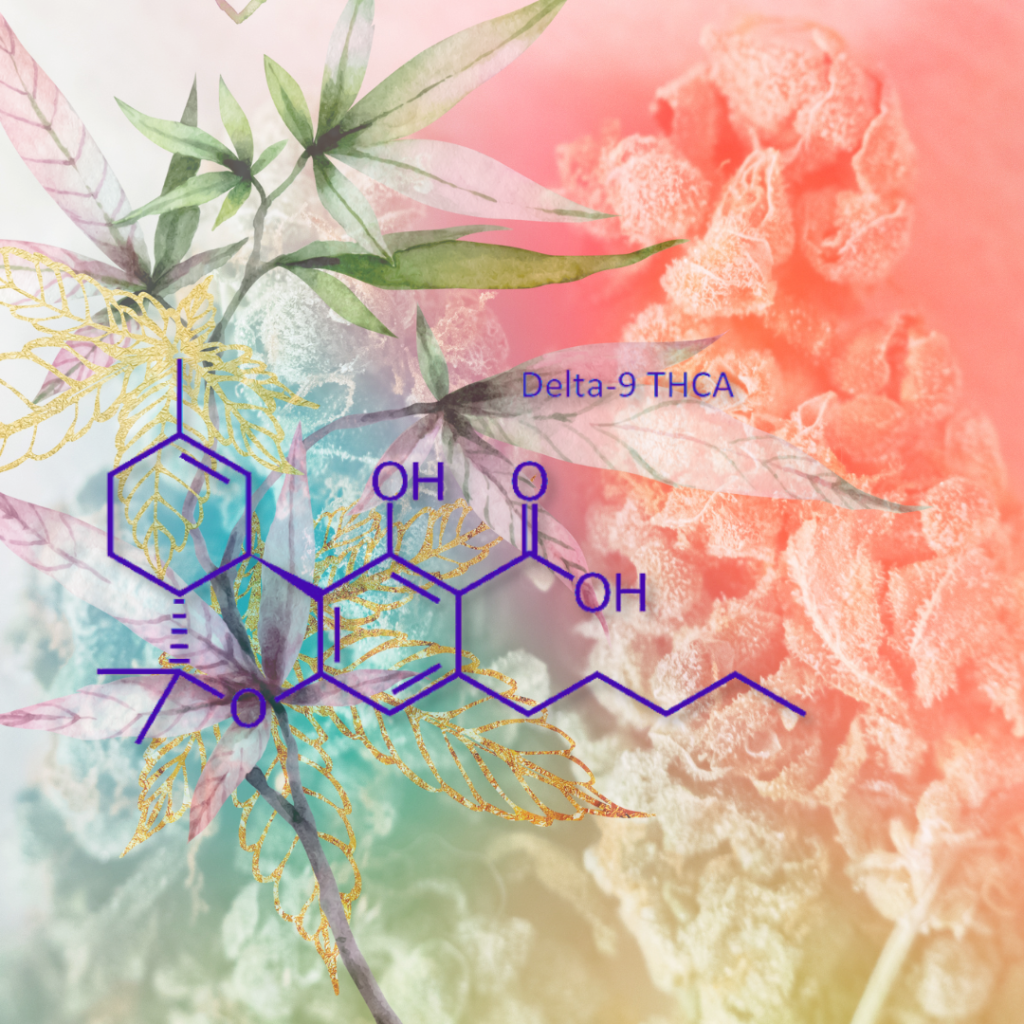 THCA Unveiled The Powerhouse Cannabinoid You Need to Know About - The Plug Distribution.png