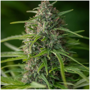 King Canna - Organic Hemp Flower - The Plug Distribution