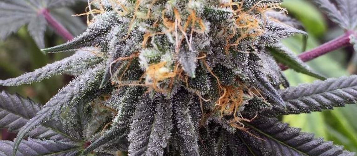 Bubba Kush Hemp - The Plug Distribution