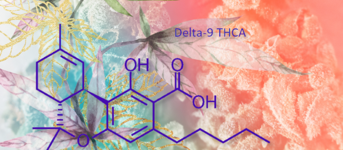 THCA Unveiled The Powerhouse Cannabinoid You Need to Know About - The Plug Distribution.png