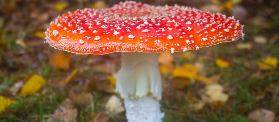 Exploring the Rise of Amanita Muscaria in Psychedelics and What it Means for Businesses in the Cannabis Industry